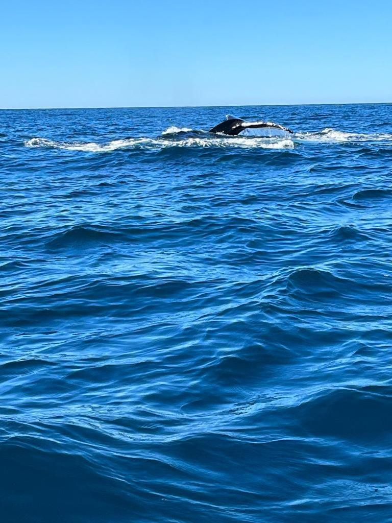 Hotel- Whale Tours And Sport Fishing Vista Mag-Bay Puerto San Carlos Exterior photo